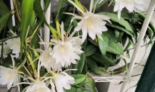 家里养昙花到底好不好 家里养昙花到底好不好
